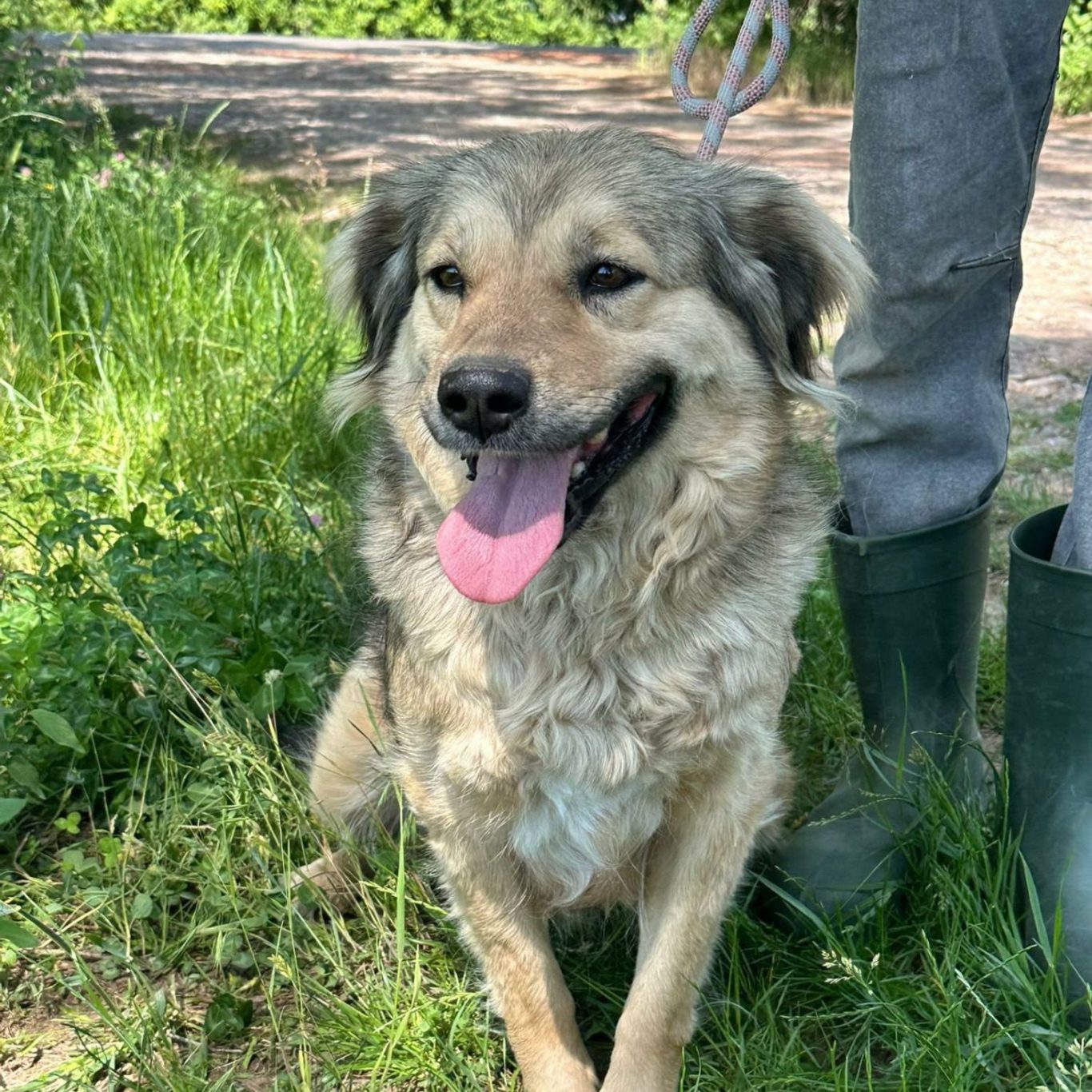 Ada Ada – vom verletzten Straßenhund zum Hoffnungsträger 🐾
Seit Tagen erhielten wir immer wieder Hinweise auf einen verletzten Hund, der auf d